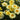 Leucanthemum 'Goldfinch' (36 cell half tray)