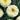 Leucanthemum 'Luna' (36 cell half tray)