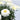 Leucanthemum ‘Macaroon’ (36 cell half tray)