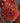 CleanCut™ Dahlia Linda's Baby (36 cell half tray)