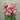 Lisianthus Origami (NEW)