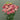 Lisianthus Origami (NEW)