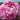 Peony Martha Bulloch (3/5 eye, 50 roots)