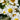 Matricaria Evanthia