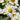 Matricaria Evanthia