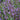 Nepeta ‘Blue Dragon’ (36 cell half tray)
