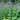 Nepeta ‘Blue Dragon’ (36 cell half tray)
