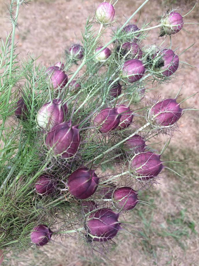 Growing Guides Farmer Bailey Inc.