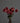 CleanCut™ Dahlia Night Silence (36 cell half tray)