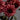 CleanCut™ Dahlia Night Silence (36 cell half tray)