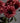 CleanCut™ Dahlia Night Silence (36 cell half tray)