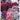 Dianthus Sweet William