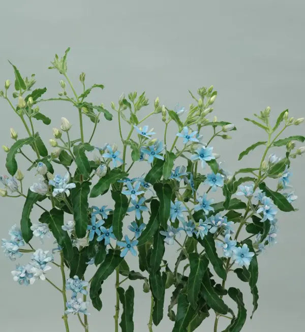 Tweedia Japanese Varieties (half trays) – Farmer Bailey Inc. Tweedia Japanese Varieties (half trays) – Farmer Bailey Inc.