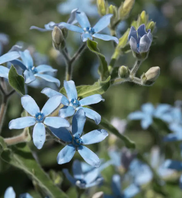 ブルーフラワーヘリテイジ Tweedia Heavenly Blue – Farmer Bailey Inc.