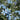 Tweedia Heavenly Blue