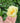 Yellow Peony (Paeonia lactiflora ‘Early Sensation’) bloom held above green foliage, showcasing bare root Dutch peony quality. - Peony Early Sensation (3/5 eye, 50 roots) - Farmer Bailey Inc.