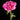 Peony Glory Hallelujah (3/5 eye, 40 roots)