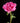 Vibrant pink Peony Glory Hallelujah (Paeonia) bloom with fresh green leaves on a bare root stem. - Peony Glory Hallelujah (3/5 eye, 40 roots) - Farmer Bailey Inc.