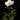 Peony Immaculée (3/5 eye, 50 roots)