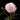 Peony Alertie (3/5 eye, 50 roots)