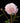 Light pink Dutch peony (Paeonia) flower in full bloom with green leaves and two buds on black background. - Peony Alertie (3/5 eye, 50 roots) - Farmer Bailey Inc.