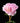 Pink Peony (Paeonia) bloom with layered petals and green leaves against black, showcasing bare root Dutch quality. - Peony Angel Cheeks(3/5 eye, 50 roots) - Farmer Bailey Inc.