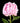Pink Peony flower (Paeonia lactiflora) in full bloom with green leaves on a black background. - Peony Dinner Plate (3/5 eye, 50 roots) - Farmer Bailey Inc.