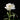 Peony Duchesse de Nemours (3/5 eye, 50 roots)