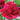 Peony Paul M. Wild (3/5 eye, 50 roots)