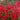 Penstemon CHA CHA™ ‘Cherry’ (36 cell half tray)