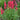 Penstemon CHA CHA™ ‘Cherry’ (36 cell half tray)