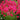 Penstemon CHA CHA™ ‘Hot Pink’ (36 cell half tray)