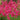 Penstemon CHA CHA™ ‘Hot Pink’ (36 cell half tray)
