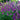 Penstemon CHA CHA™ ‘Purple’ (36 cell half tray)