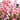 Penstemon 'Flock of Flamingos' (36 cell half tray)