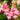 Penstemon 'Flock of Flamingos' (36 cell half tray)