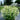 Penstemon NOVA® ‘Pearl’ (36 cell half tray)