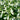 Penstemon NOVA® ‘Pearl’ (36 cell half tray)
