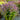 Penstemon NOVA® ‘Twilight’ (36 cell half tray)