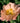 Peony coral flower (Paeonia) blooming with soft pink petals and yellow stamens against green foliage. - Peony Coral Beach (3/5 eye, 40 roots) - Farmer Bailey Inc.