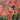 Phygelius COLORBURST™ 'Orange' (36 cell half tray)
