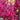 Phygelius COLORBURST™ 'Rose' (36 cell half tray)