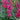 Phygelius COLORBURST™ 'Rose' (36 cell half tray)