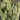 Phygelius COLORBURST™ 'White' (36 cell half tray)