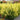 Phygelius COLORBURST™ 'Yellow' (36 cell half tray)