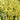 Phygelius COLORBURST™ 'Yellow' (36 cell half tray)