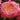 Peony Pink Hawaiian Coral (3/5 eye, 40 roots)