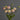 CleanCut™ Dahlia Pink Pearl (36 cell half tray)