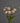 CleanCut™ Dahlia Pink Pearl (36 cell half tray)