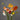 Poppy Hummingbird